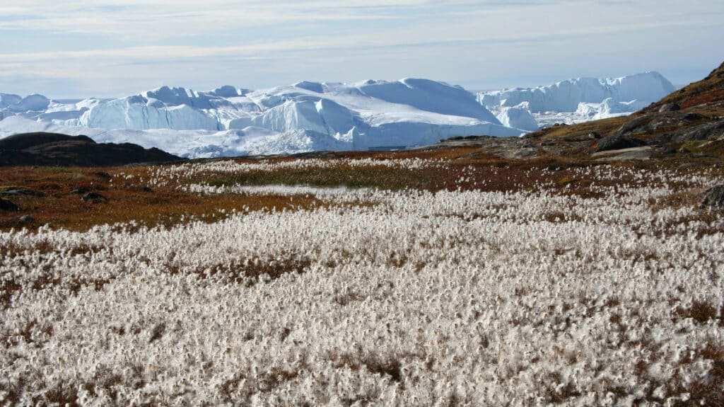 Late summer tundra, Greenland
