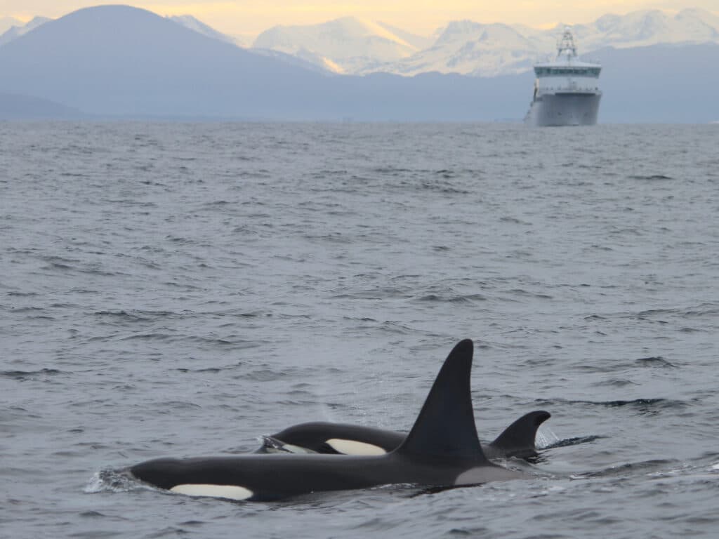 Orca Pod, Alta, Norway