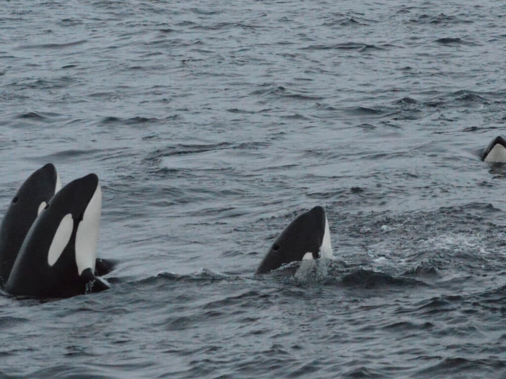 Orca Pod, Alta, Norway