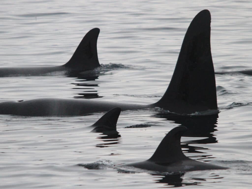 Orca Pod, Alta, Norway