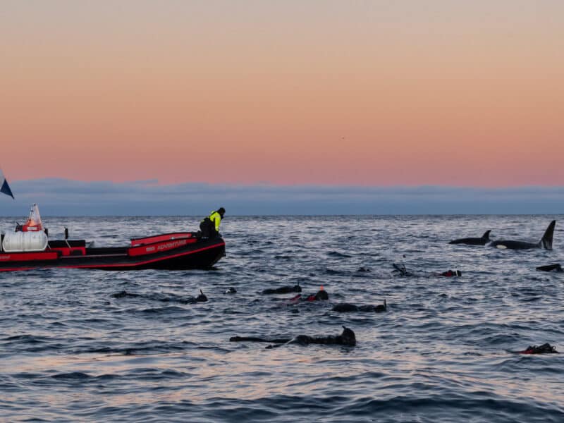 Swimming with Orca, Alta, Norway, Photographed by Sebastian Hubertus