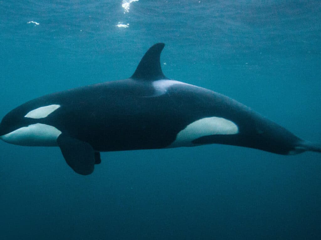Orca underwater, Alta, Norway