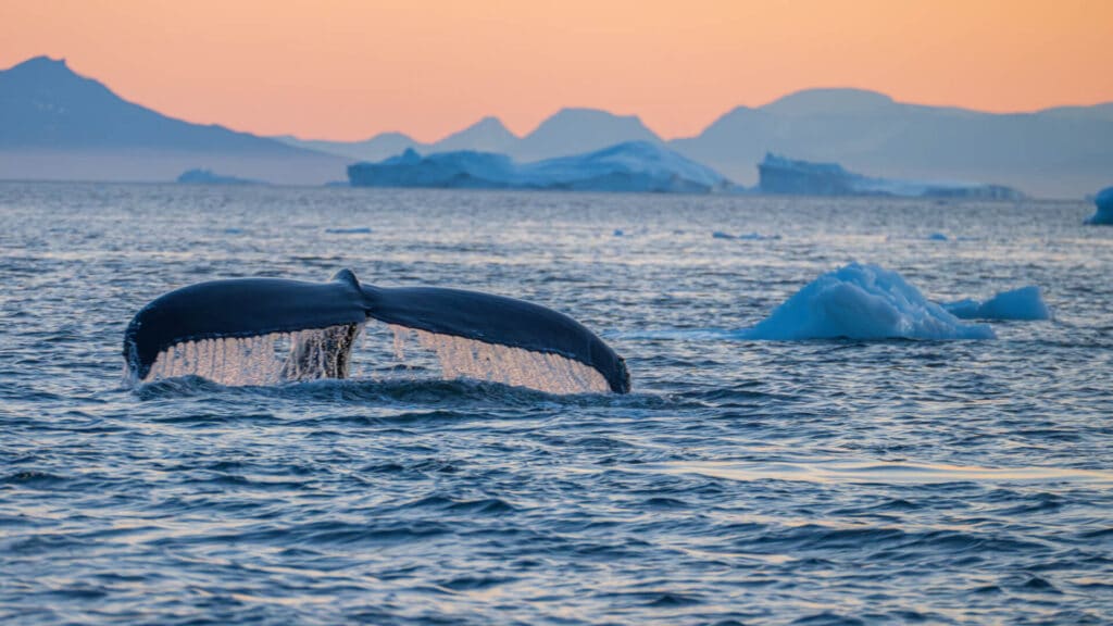 Whale Watching, Disko Bay, Greenland