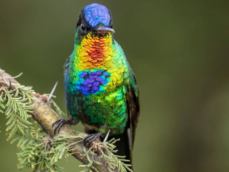Costa Rica, self-drive 4x4 , fiery-throated hummingbird