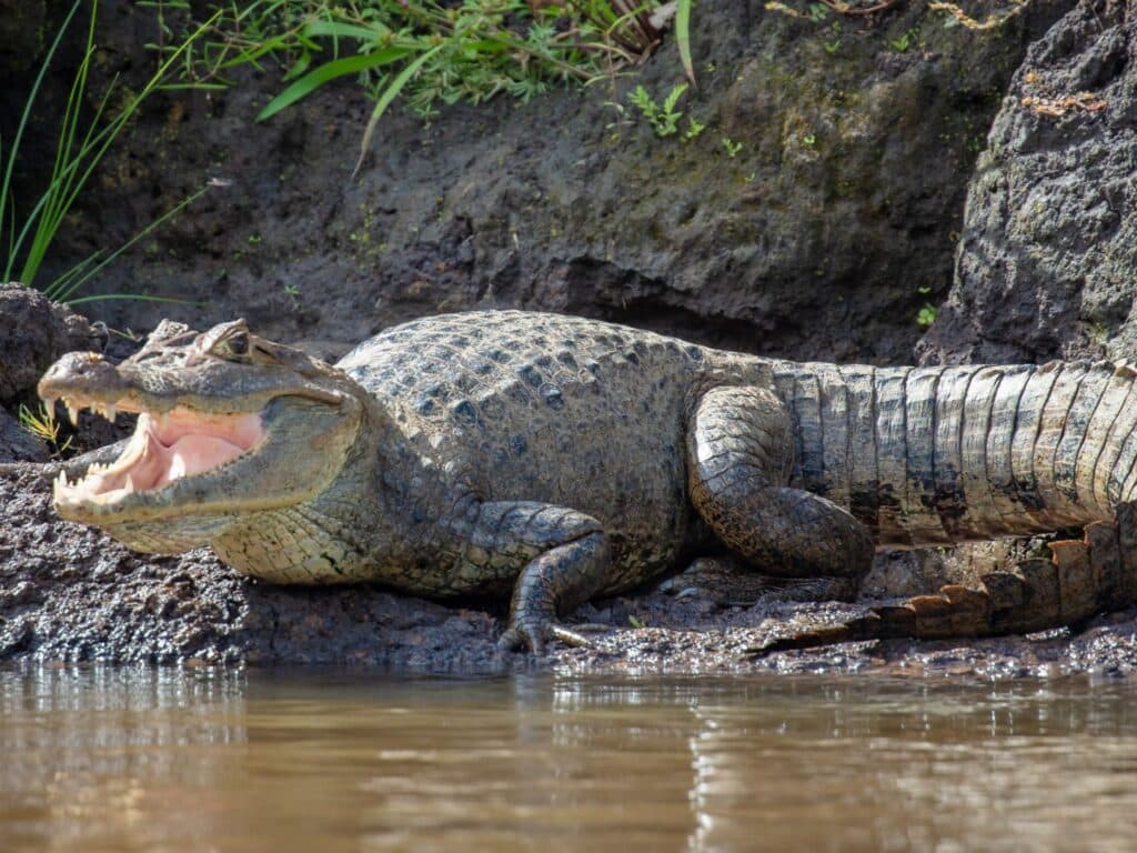 Costa Rica, self-drive 4x4, spectacled caiman