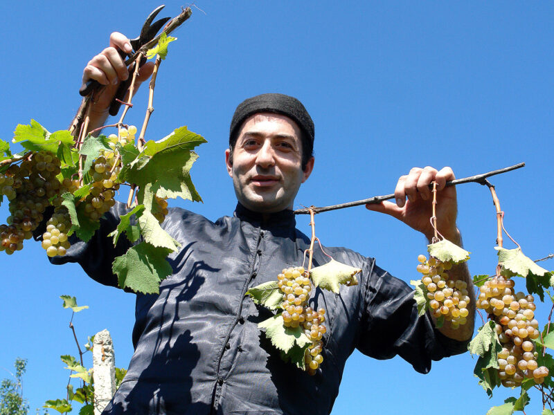 Great Harvest, Grape Harvesting, Kakheti, Georgia