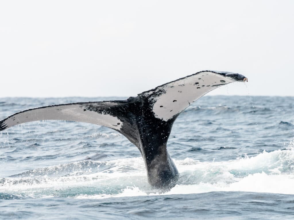 Humpback Whale, Gabon