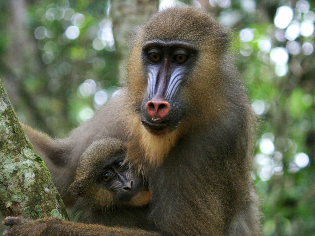 Mandrill and baby, Gabon