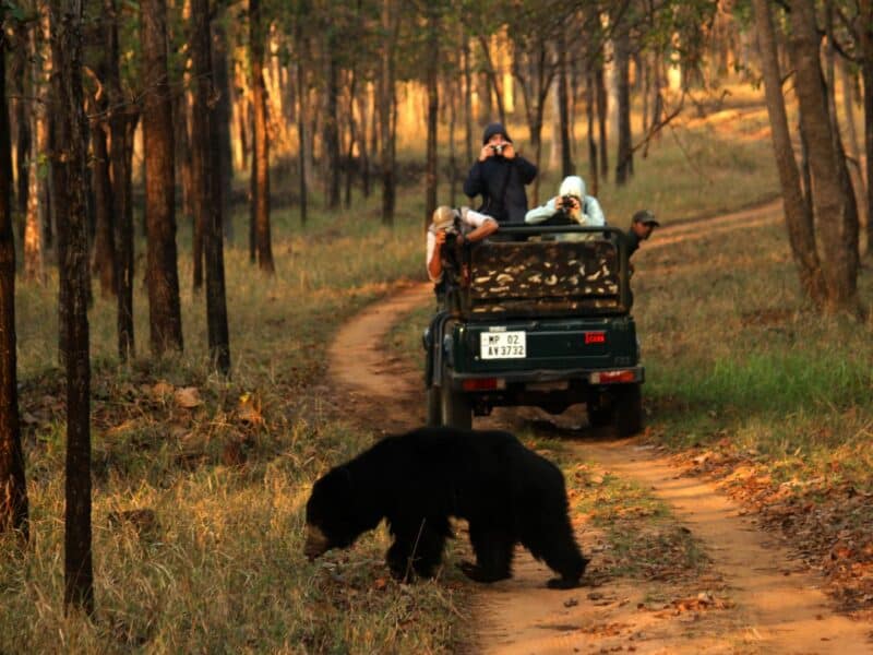 Sloth bear crossing track infront of jeep, Satpura NP, India