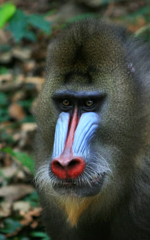 Spectacular male mandrill, Lekedi, Gabon