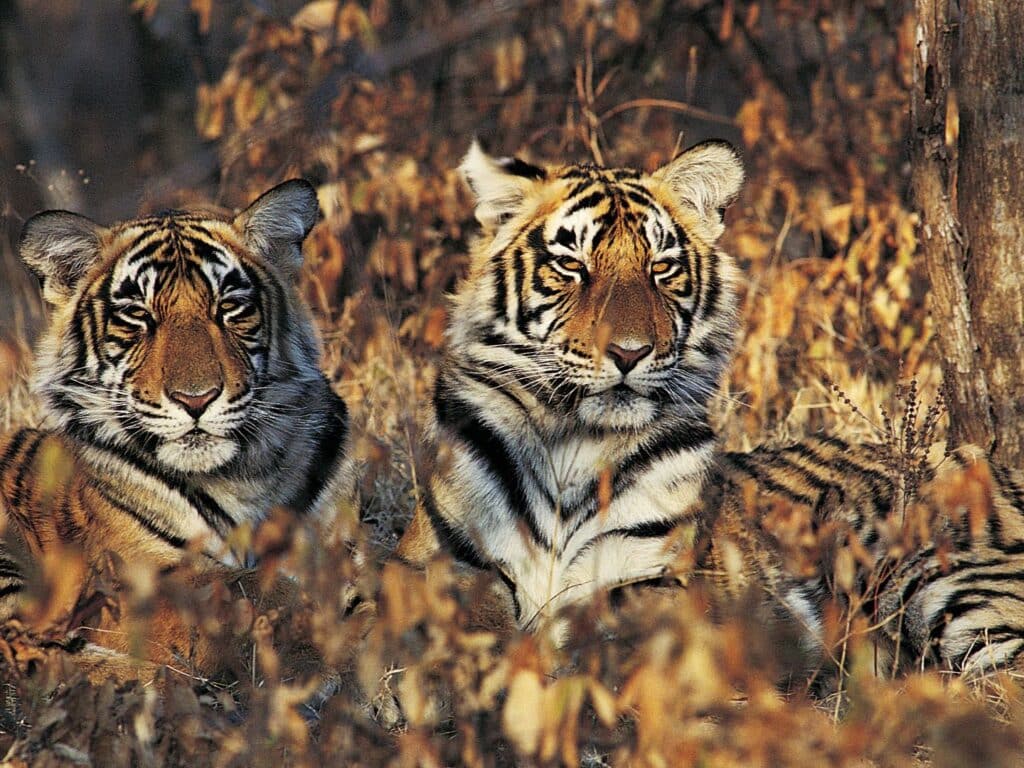 Tiger brothers, India