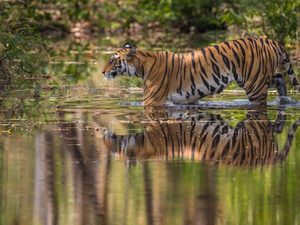 Tiger, India