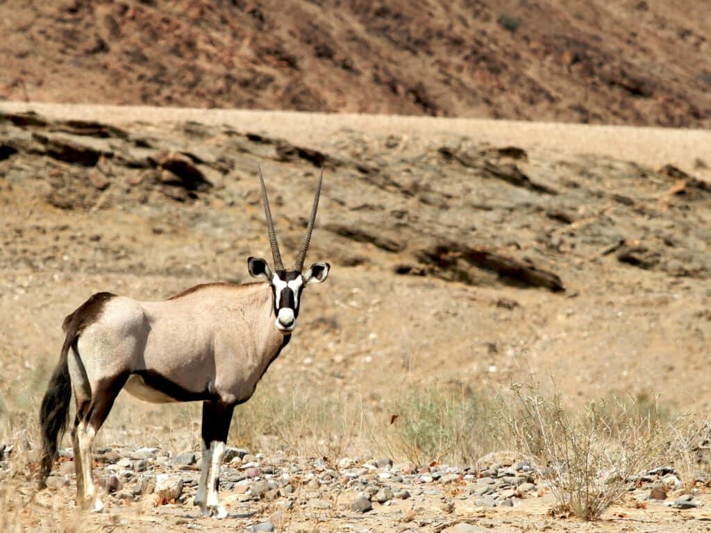 Oryx, Hoanib, Kaokoland, Namibia