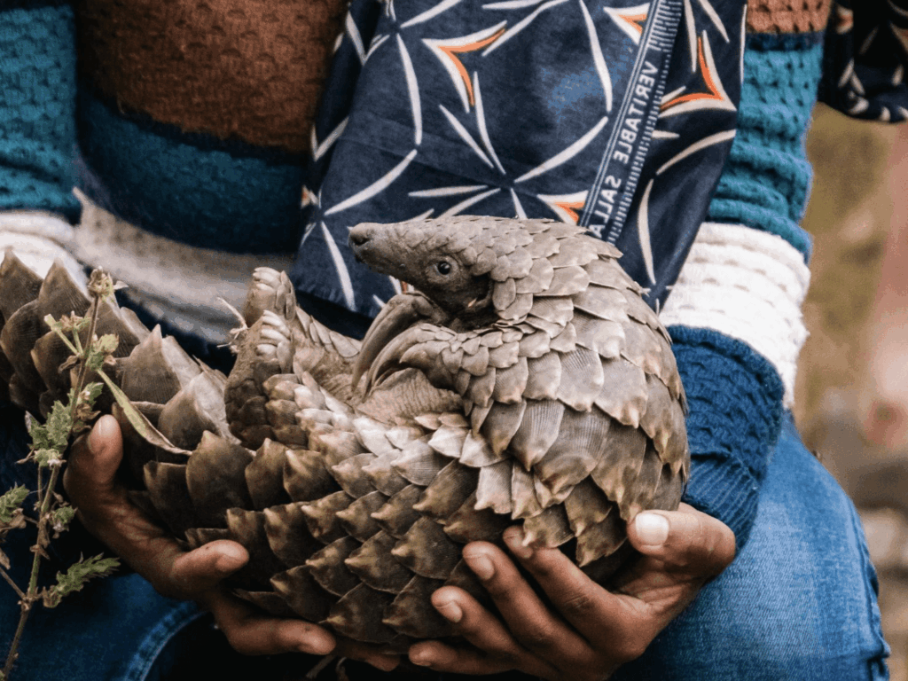 Pangolin foraging in Mozambique