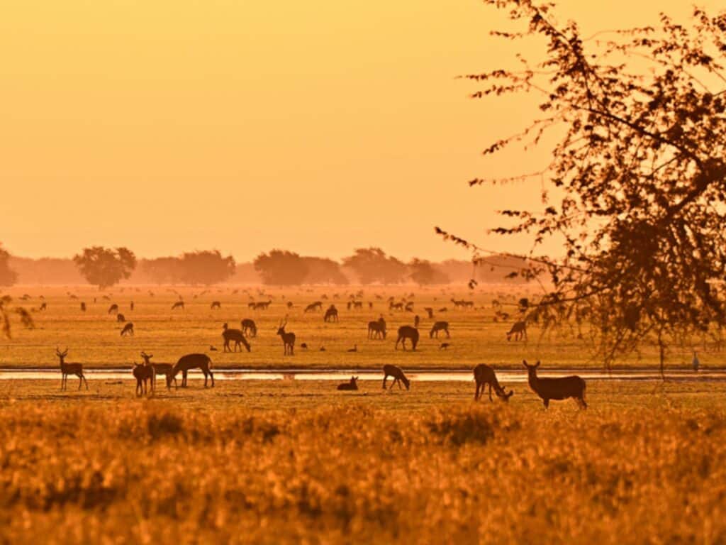 Gorongosa National Park at dusk, Mozambique