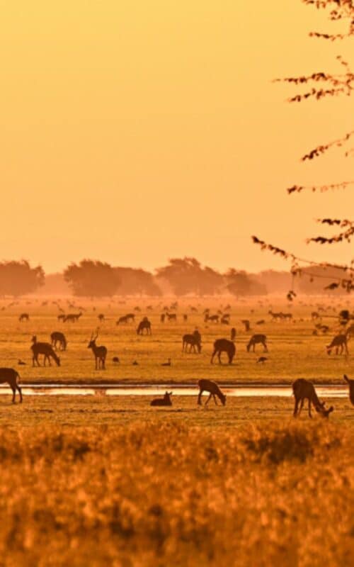 Gorongosa National Park at dusk, Mozambique