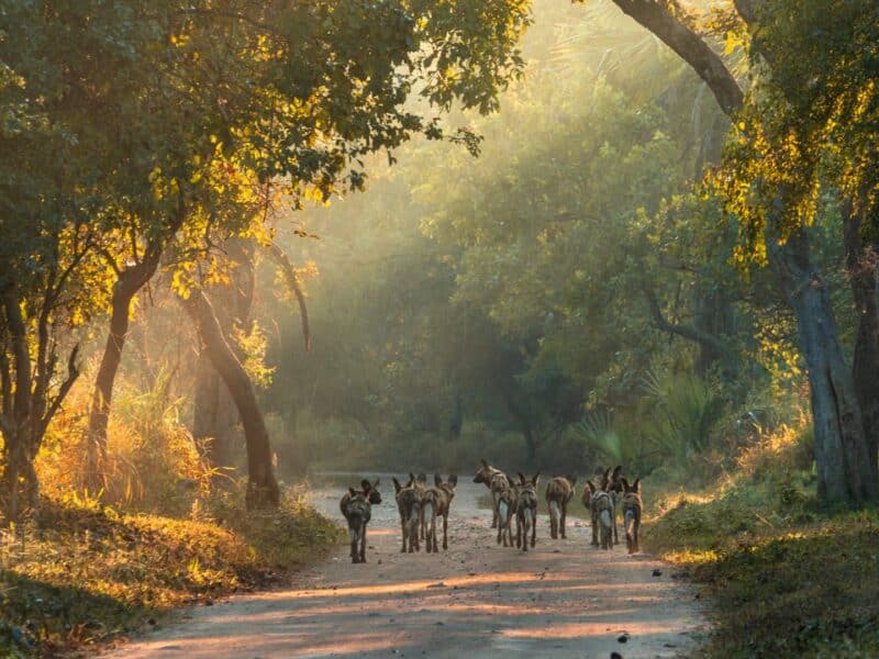 Gorongosa National Park, Pack of wild dogs retreating, Mozambique