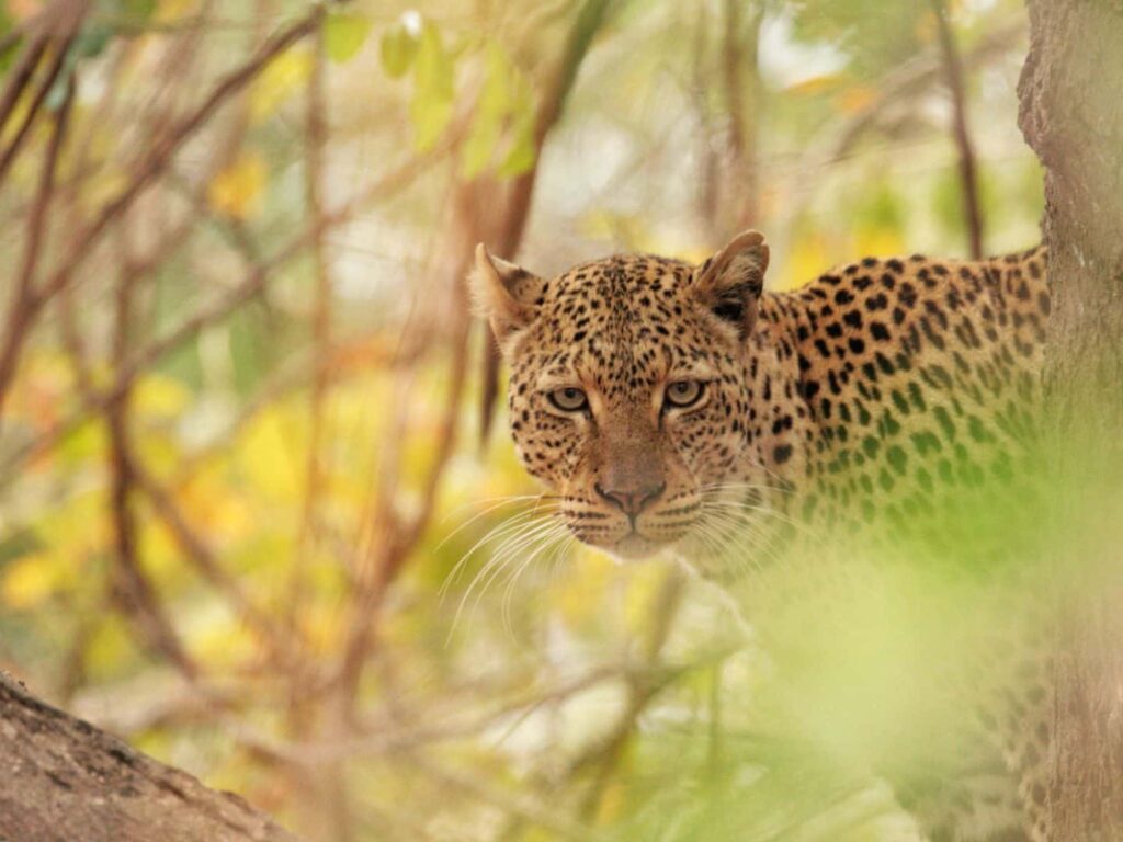 Young leopard looking at camera, South Luangwa, Zambia