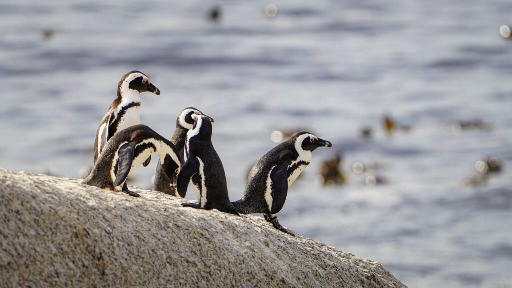African Penguins at Boulder Beach, Cape Town, South Africa
