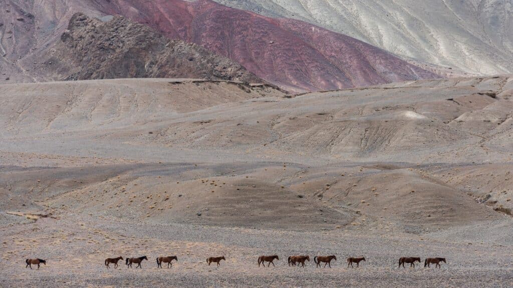 Horses walking at base of Wakhan Corridor, Tajikistan