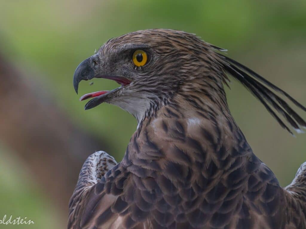 Crested serpent eagle, India, by Paul Goldstein