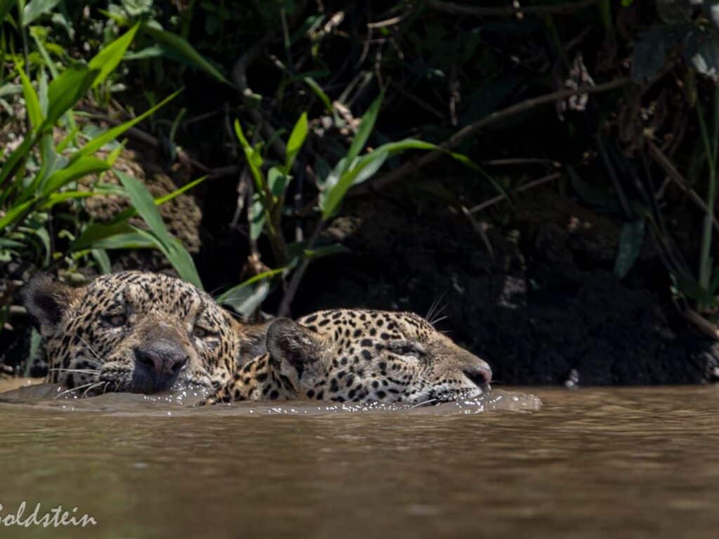 Two jaguar bathing, Pantanal, Brazil, By Paul Goldstein