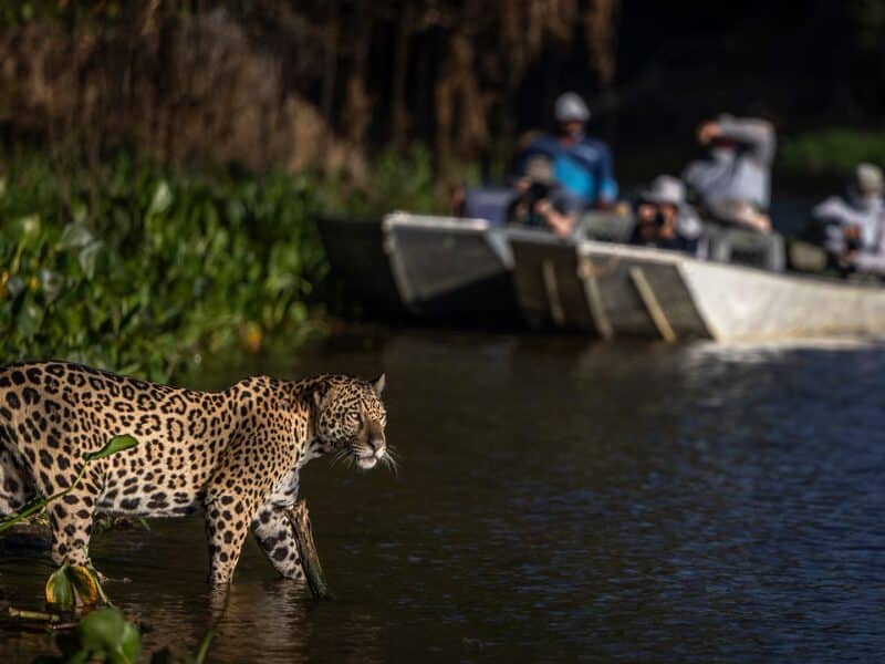 Jaguar walking out in front of boat, Pantanal, Brazil, Credit: Paul Goldstein