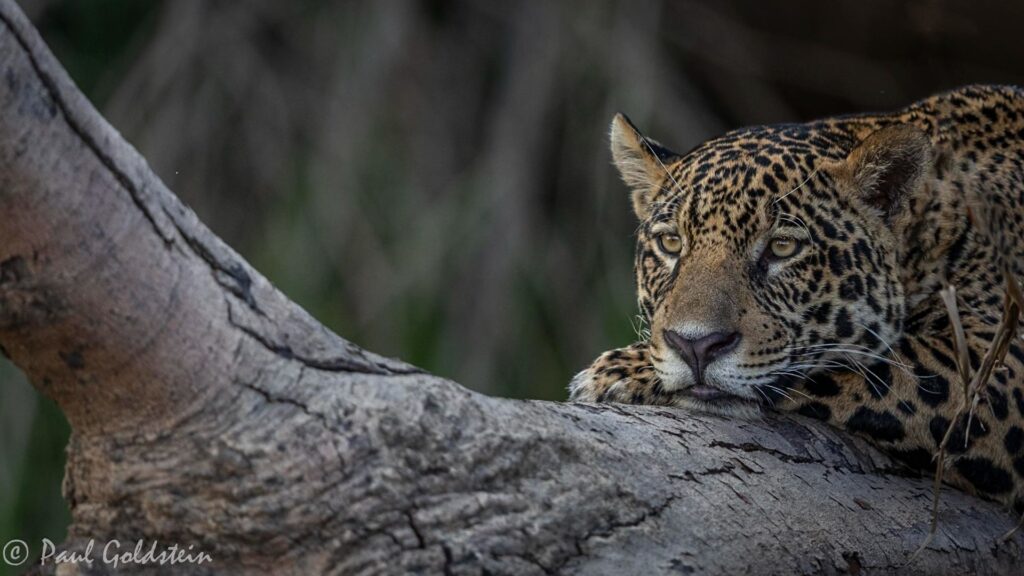 Jaguar resting in a tree, Pantanal, Brazil, By Paul Goldstein