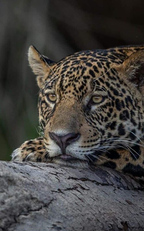 Jaguar resting in a tree, Pantanal, Brazil, By Paul Goldstein