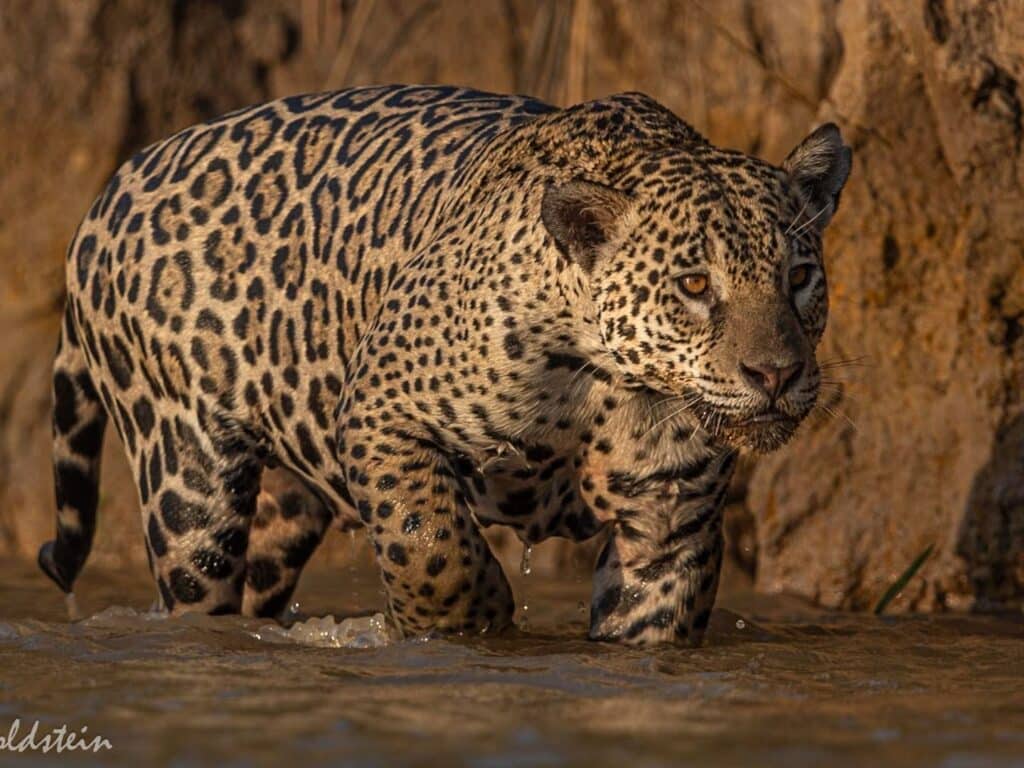 Jaguar stalking in river, Pantanal, Brazil, by Paul Goldstein