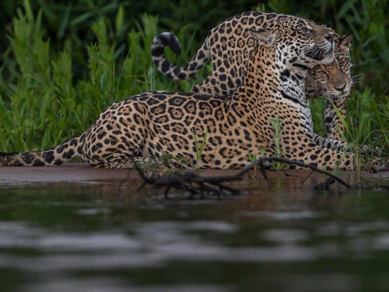 Two jaguar on rivers edge, Pantanal, Brazil, by Paul Goldstein