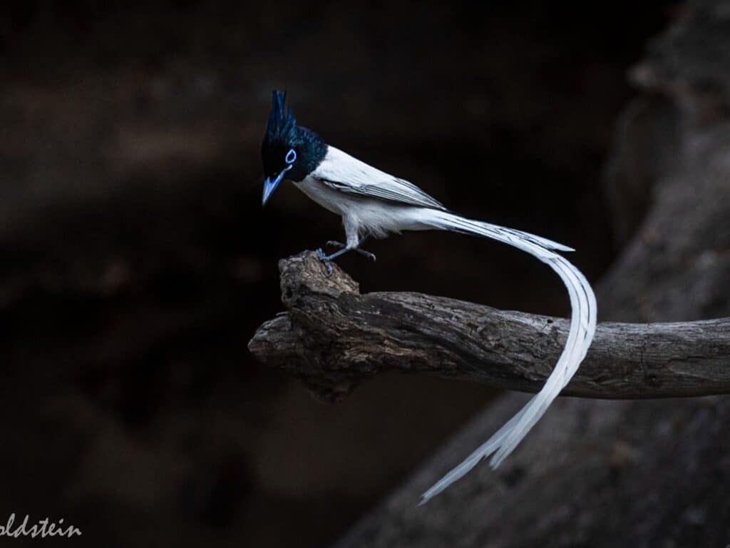 Paradise fly catcher, India, by Paul Goldstein