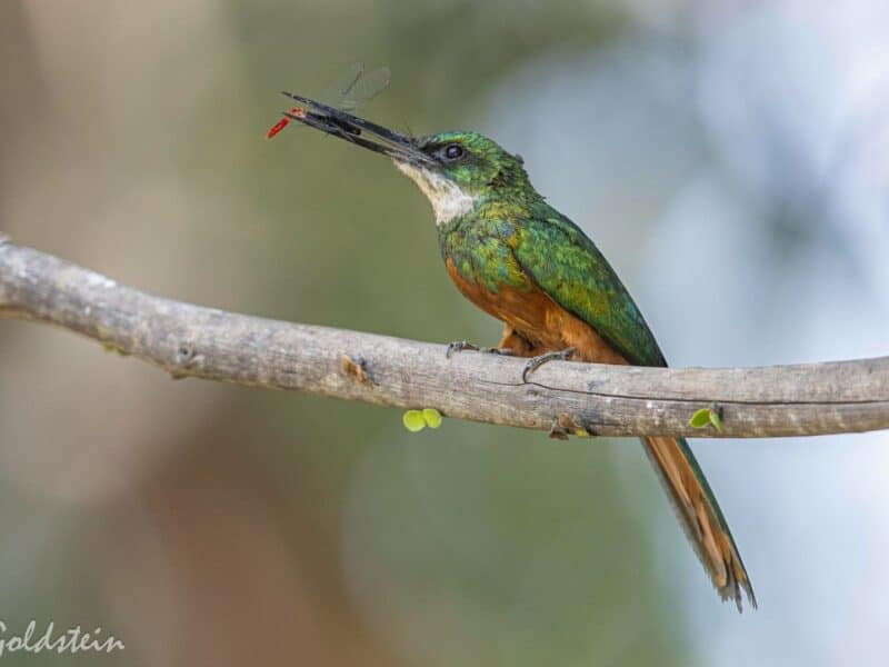 Rufous tailed jacamar, Pantanal, Brazil, by Paul Goldstein