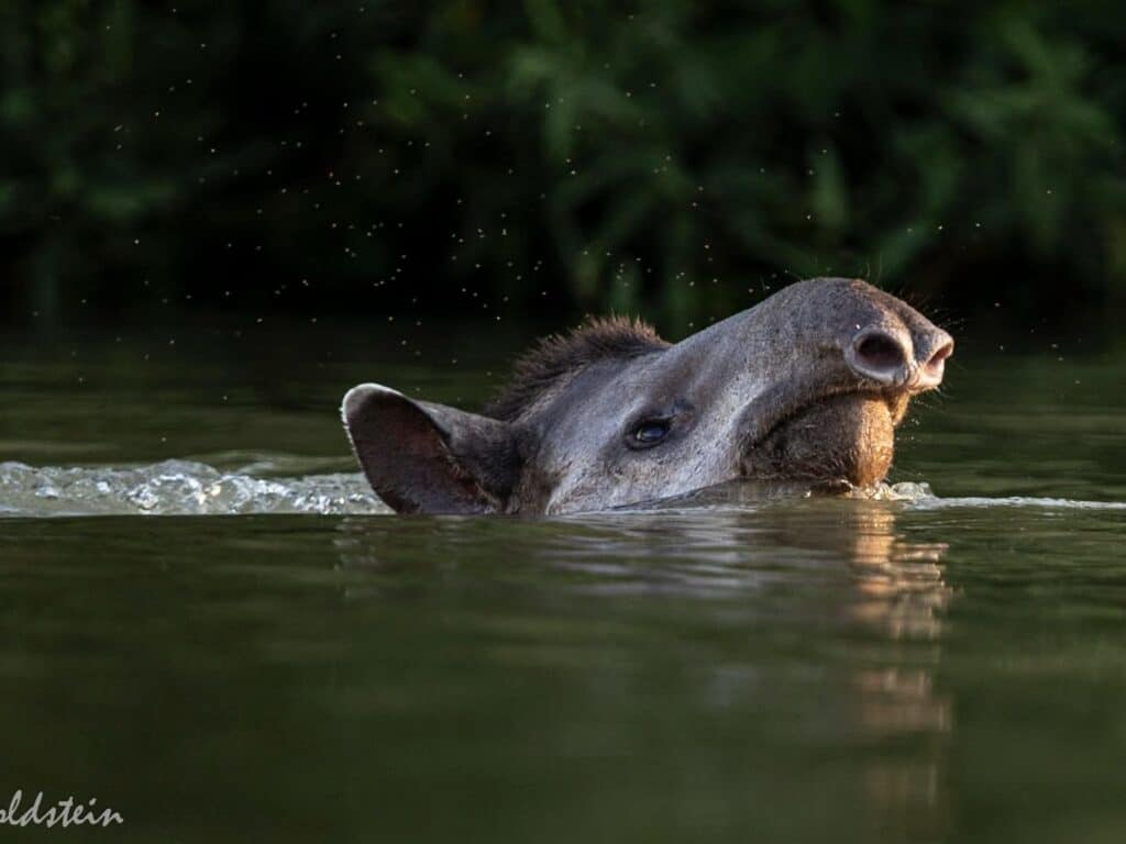 Tapir swimming, Pantanal, Brazil, by Paul Goldstein