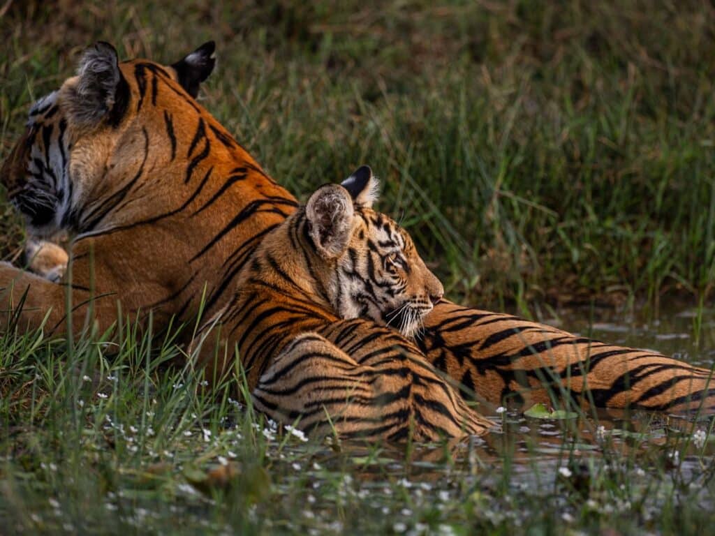 Mother and cub tiger bathing, India, by Paul Goldstein