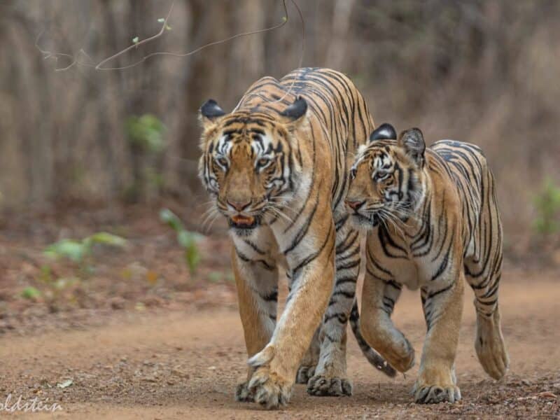Mother and cub tigers, India, by Paul Goldstein