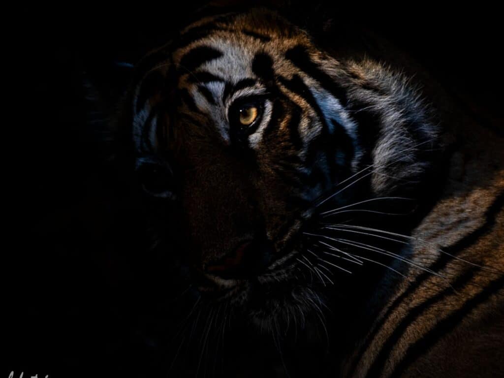 Tiger, India, by Paul Goldstein