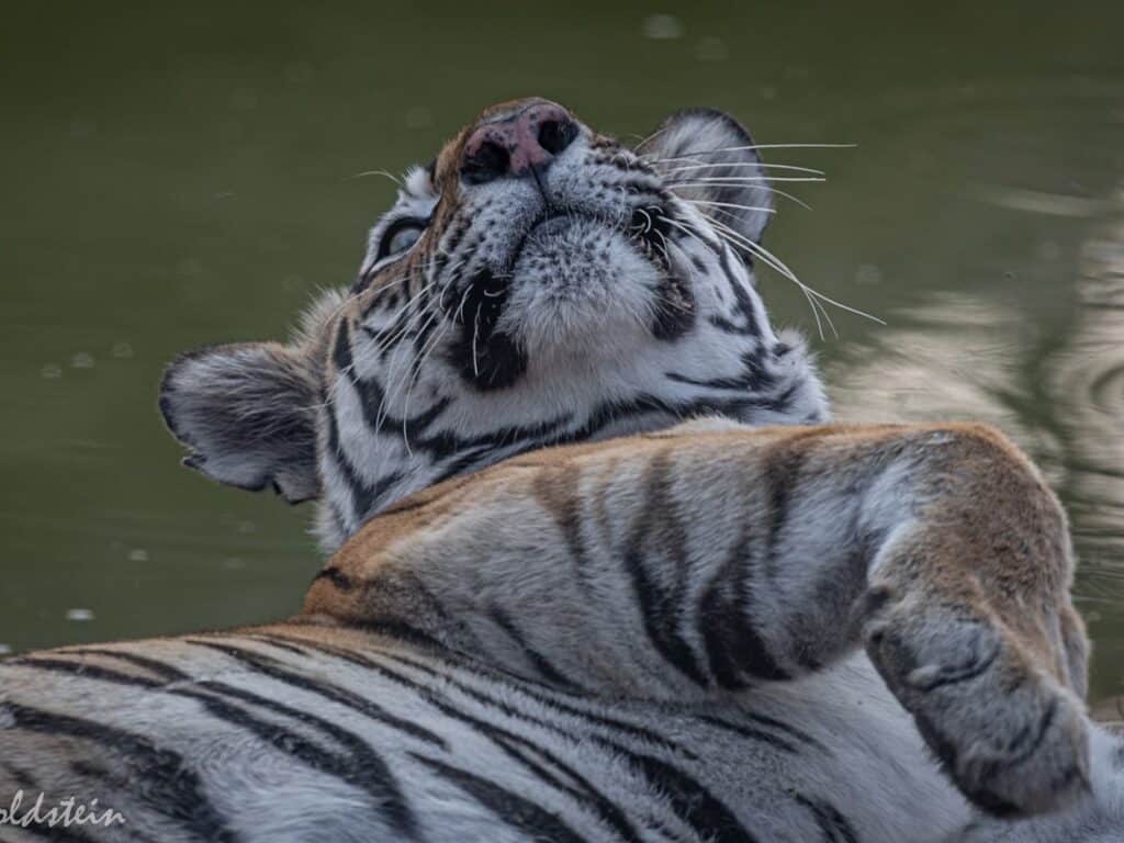 Tiger, India, by Paul Goldstein