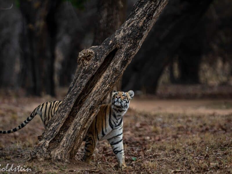 Tiger, India, by Paul Goldstein