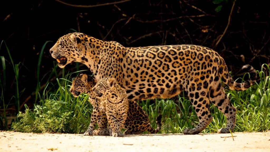 Mother jaguar and cubs