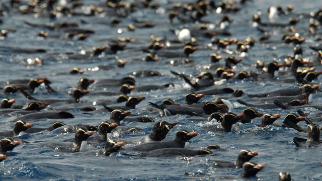 Crested penguins in the sea