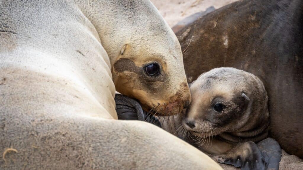 Sea lion mother and pup