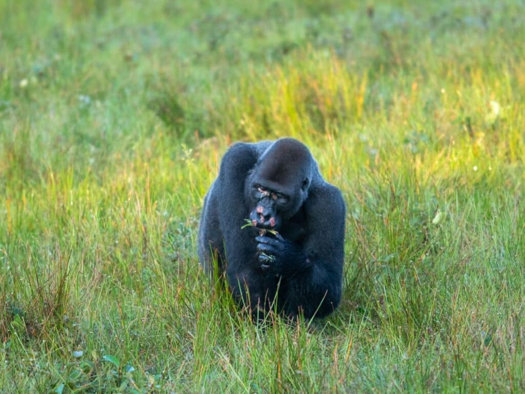 Gorilla eating in the Congo