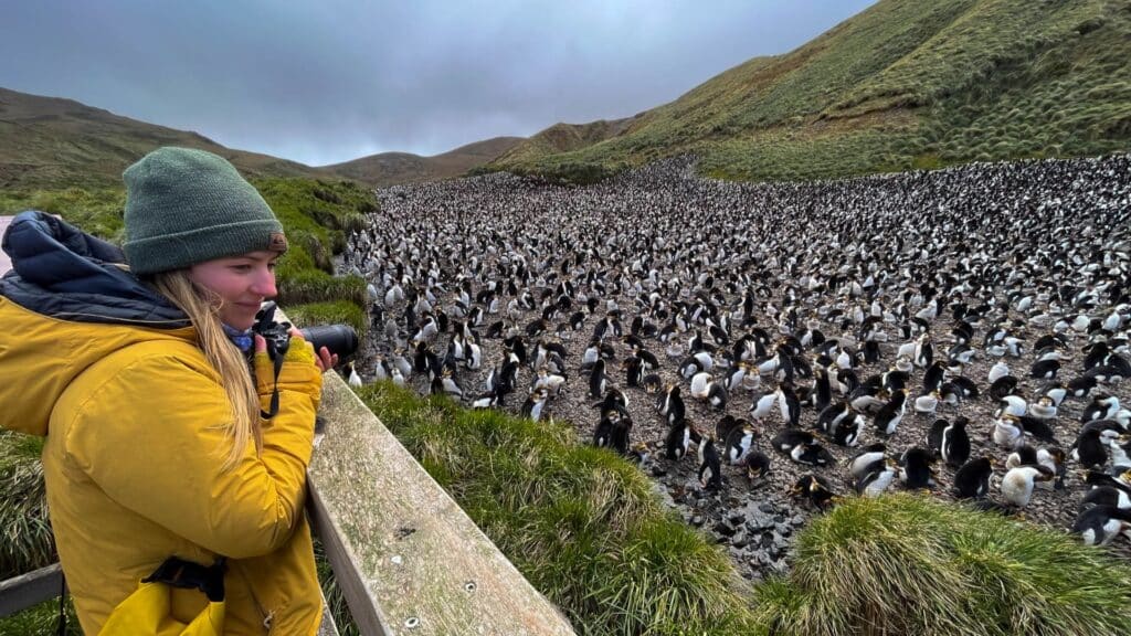 Penguin colony on Macquarie Island
