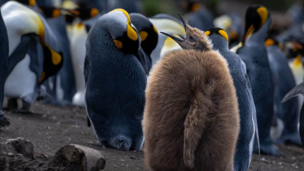 King penguin chick on Macquarie Island