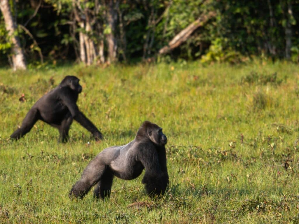 Silverback gorilla in the Congo