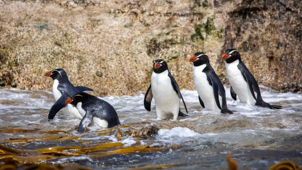 Crested penguins on the Snares