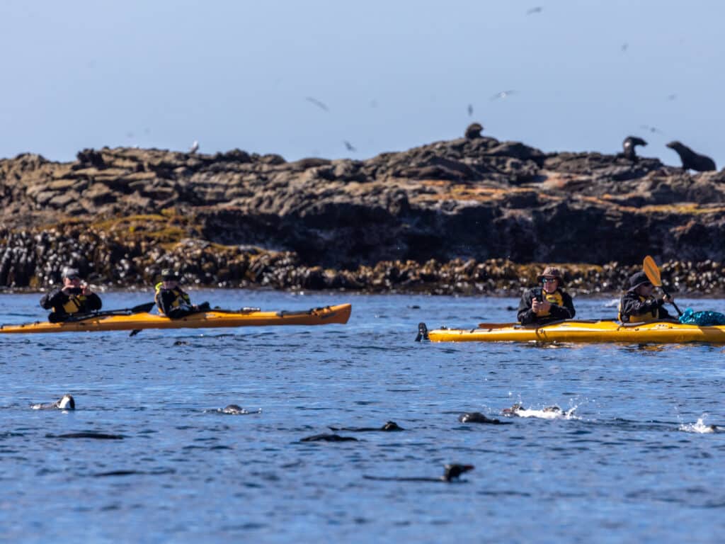 Kayaking through the Snares