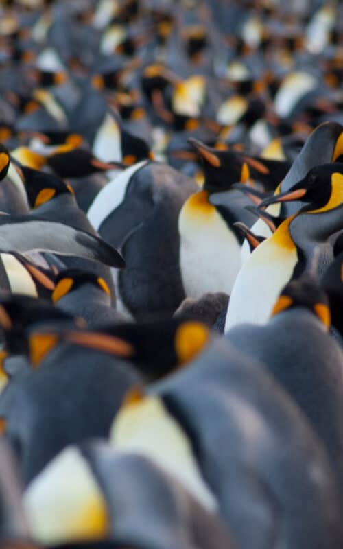 Colony of King Penguins, South Georgia Island, Antarctica