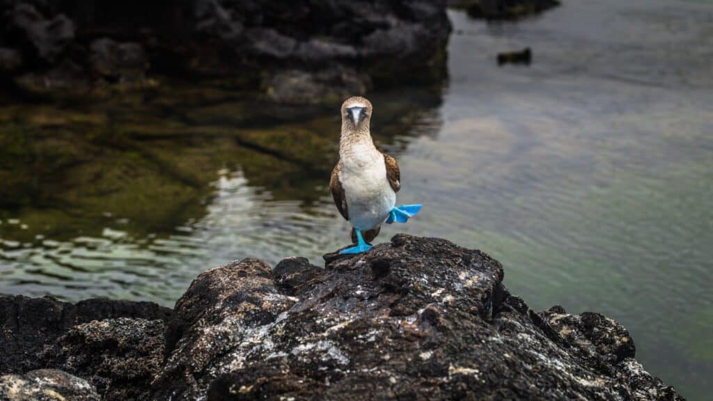 Blue-footed booby, Galapagos Islands